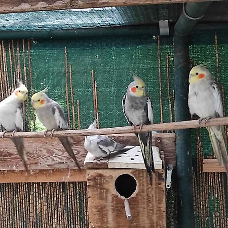 Penzion Kosky Hamr المظهر الخارجي الصورة
